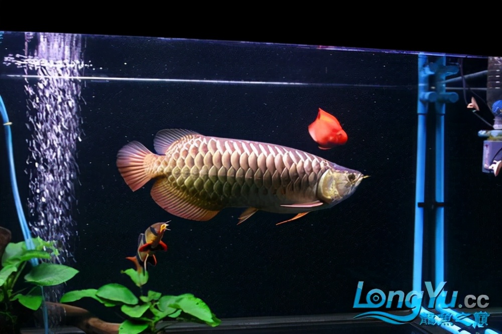 金龙鱼全过背是什么,金龙鱼最大纪录