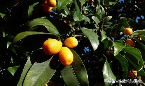 金桔树盆栽果子怎么处理,金桔树盆栽叶子变黄还能变绿吗