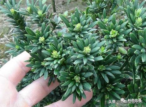 旺财罗汉松,罗汉松招财还是挡煞