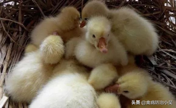 养鹅怎么养最快最有效方法,冬天养鹅的最佳方法