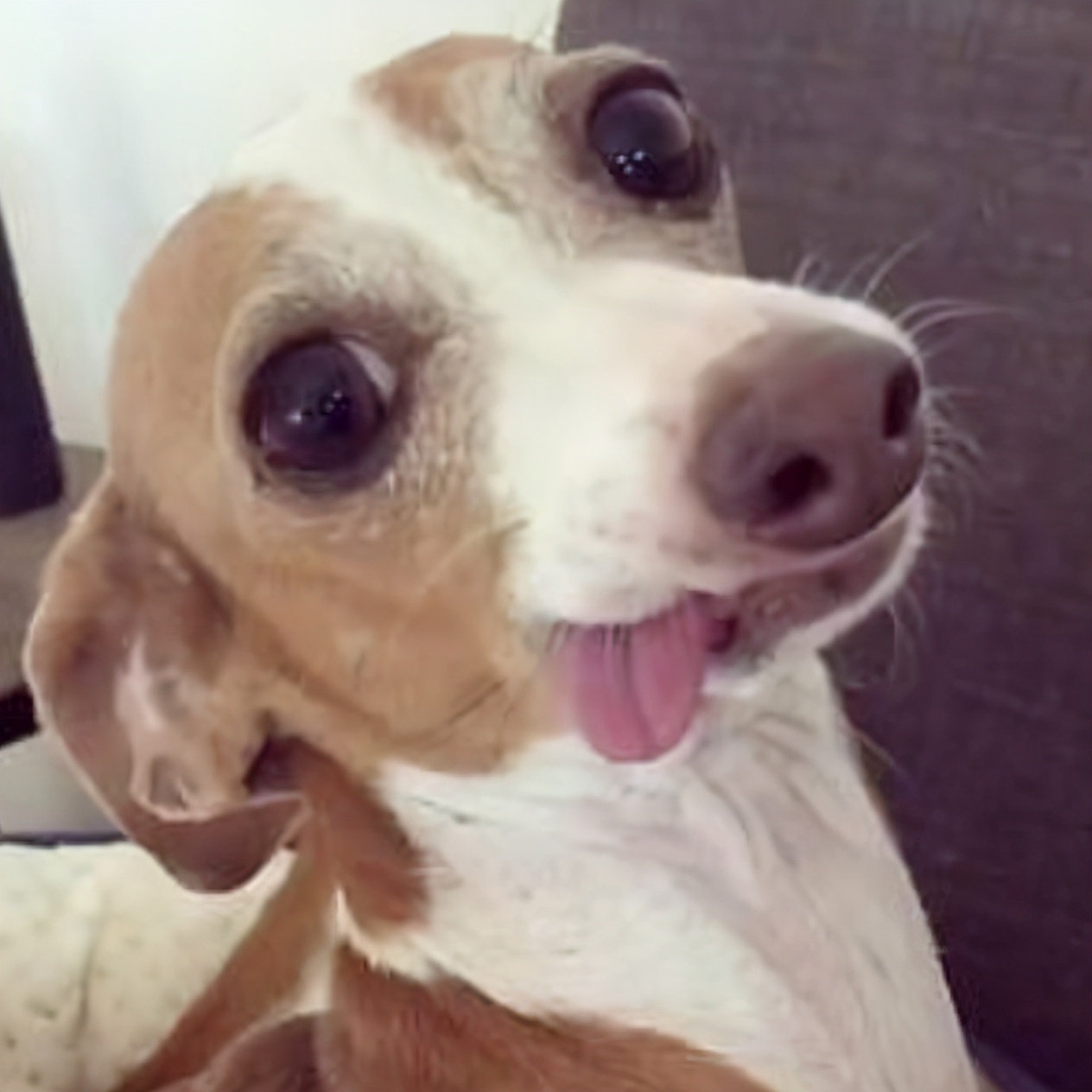 生活在宠物天堂的动物,在天堂的猫狗