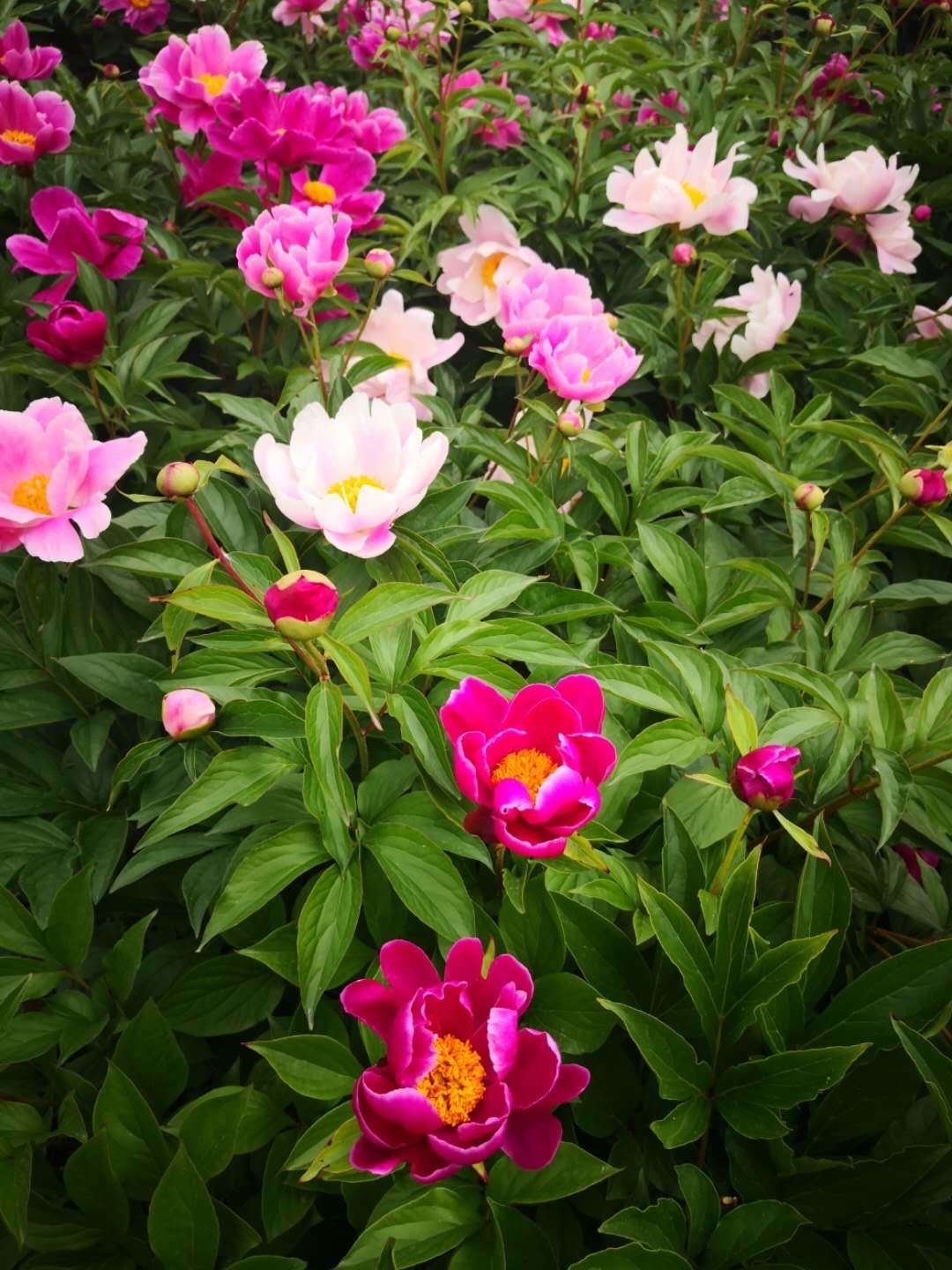 盆栽芍药怎么养用什么肥,盆栽芍药夏天怎么养