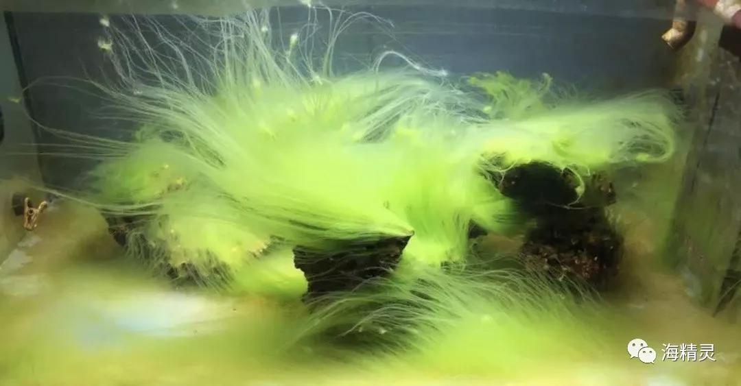 为什么一定要爆藻,为什么国人对鱼情有独钟