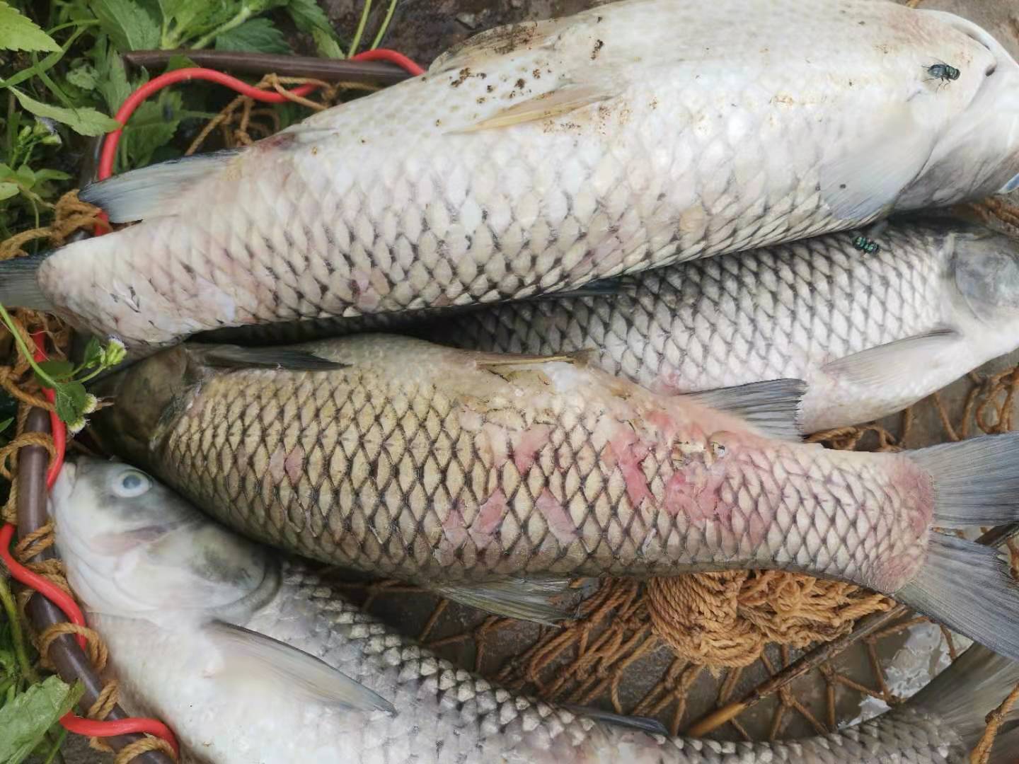 养殖的淡水鱼出现烂身烂鳃后死亡，请收好，做到这几点提高存活率