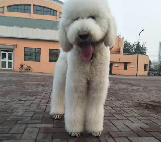 三个月大的贵宾犬怎样喂养最好,贵宾犬喂养幼犬的关注事项