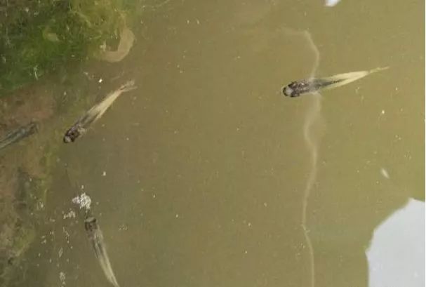 柱状黄杆菌用什么药治疗,柱状黄杆菌高温能杀死吗