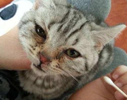 英短猫有泪痕怎么办,英短幼猫泪痕正常吗