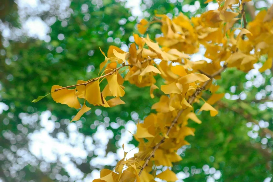 【秋色】一起逛青浦的校园，在书香中邂逅最美的秋