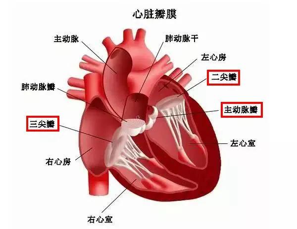 撸猫引起的疾病,撸猫吸猫得的怪病