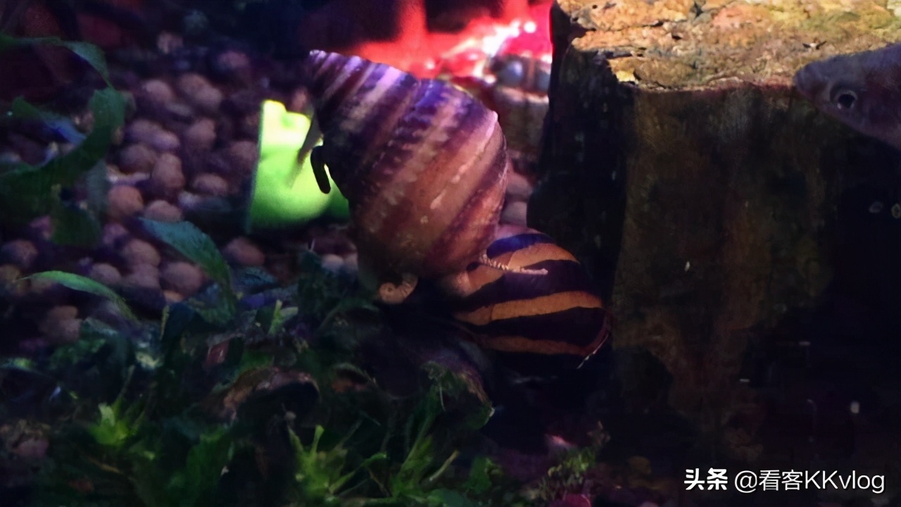 缸壁除藻能力最强的螺排名,哪种螺除藻效果好不乱繁殖