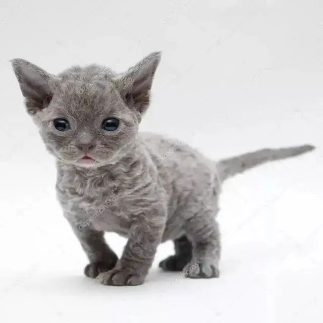 一只可爱又迷人的小猫咪,一只很大又很萌的小猫咪