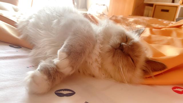 怎么让家里的猫咪喜欢你？我有11种方法告诉你