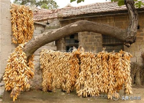 圈玉米网,特厚圈玉米专用网