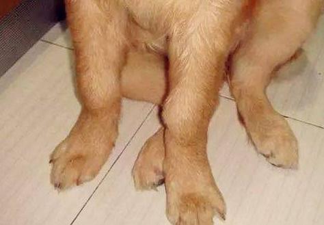 狗狗髋关节发育不良会引起抽搐吗,狗狗腿脚发软突然不会走路