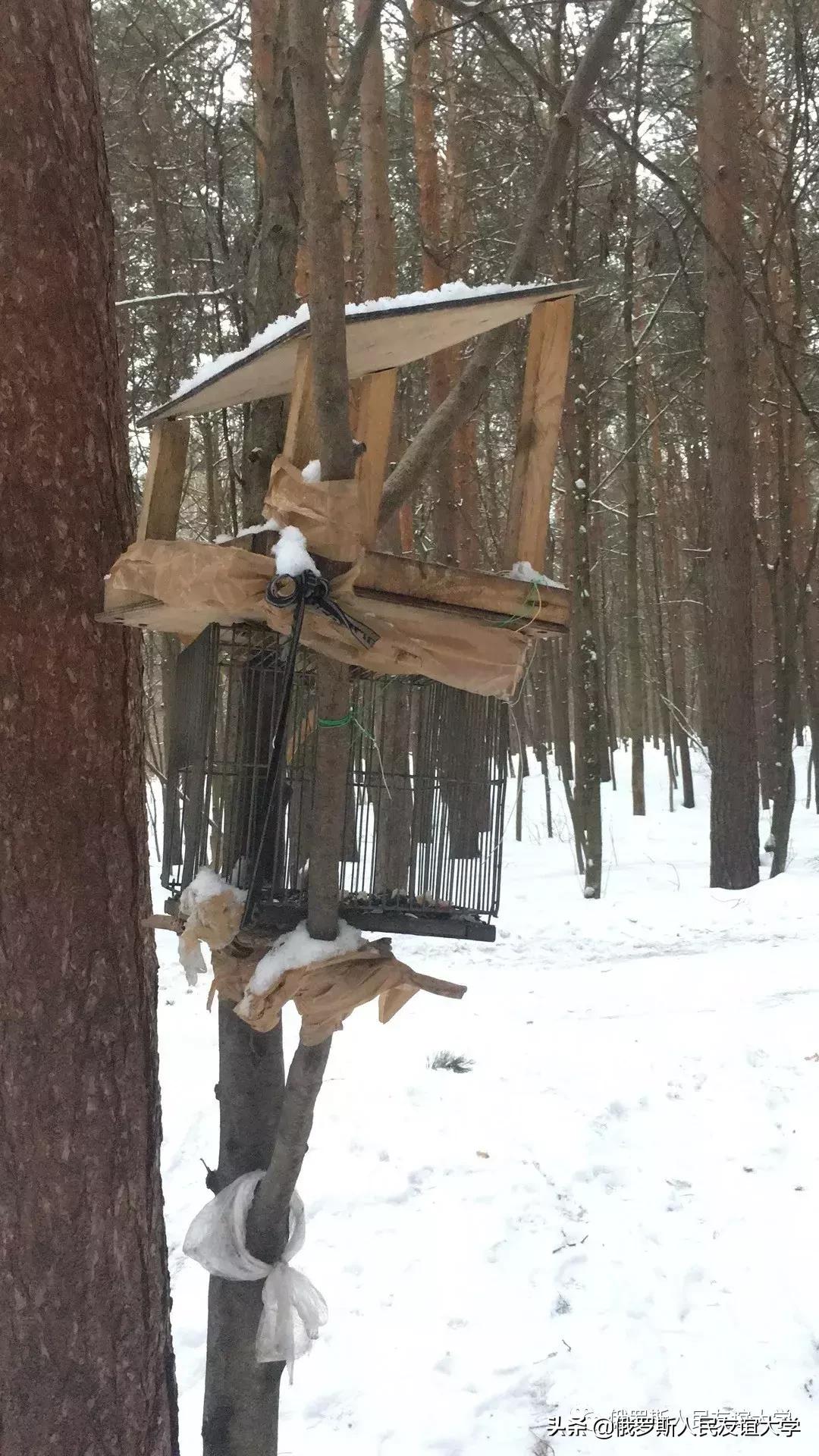小松鼠的家在哪里是什么样的,寻找小松鼠的家