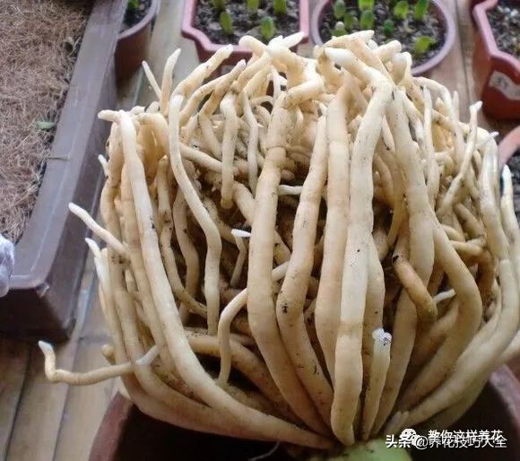 君子兰小白虫用什么家庭药处理,养了20多年的君子兰烂心了