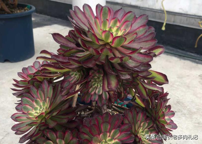 一般的多肉植物老桩价格是多少,1米高的法师多少钱
