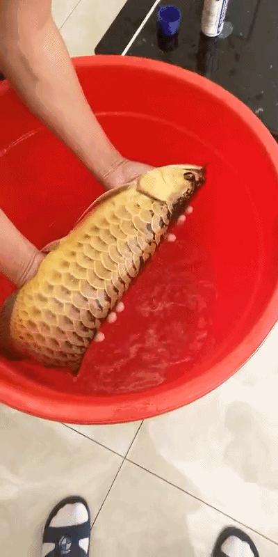 给金龙鱼做眼睛手术完整版,金龙鱼刮眼白手术