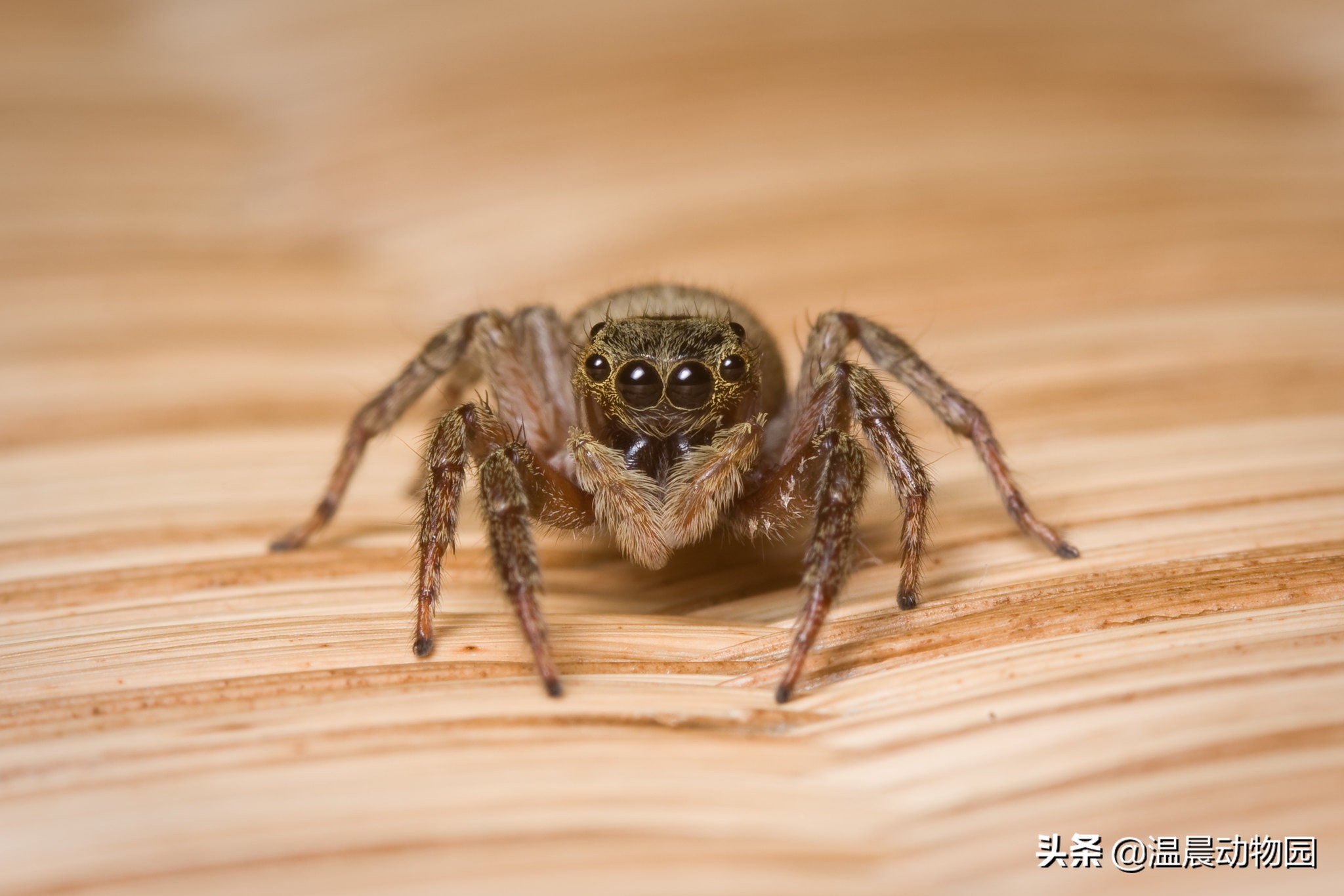 辟谣：跳蛛的饲养方法跟捕鸟蛛一样？不，跳蛛通常更适合新手饲养