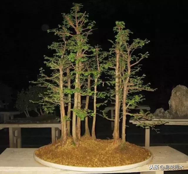 盆栽红豆杉落叶干枯怎么办,盆栽桔子树落叶是怎么回事