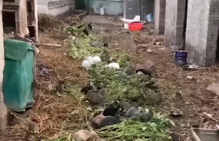 流氓兔有几季,流氓兔的繁衍方法