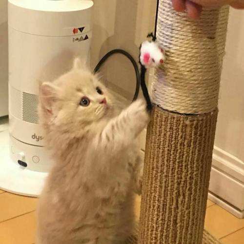 猫咪的脚毛怎么处理,猫咪脚毛不剃会怎么样