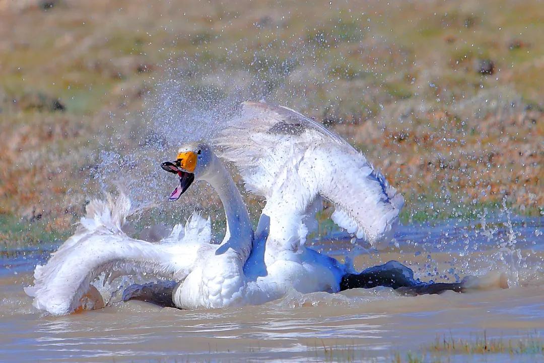 塔城最好旅游季节,塔城好去处