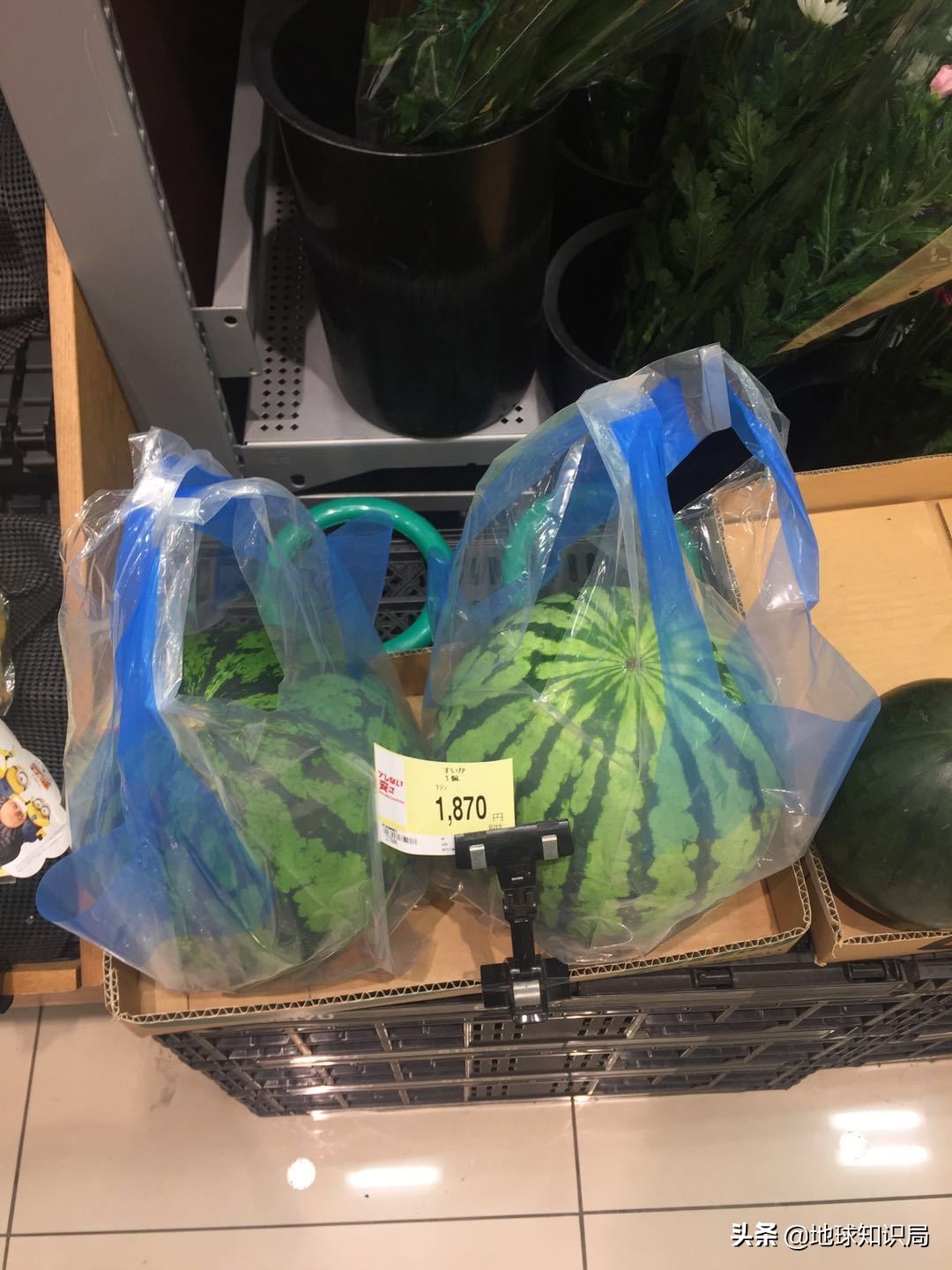 日本西瓜200人民币一个？这背后不为人知的是……|地球知识局