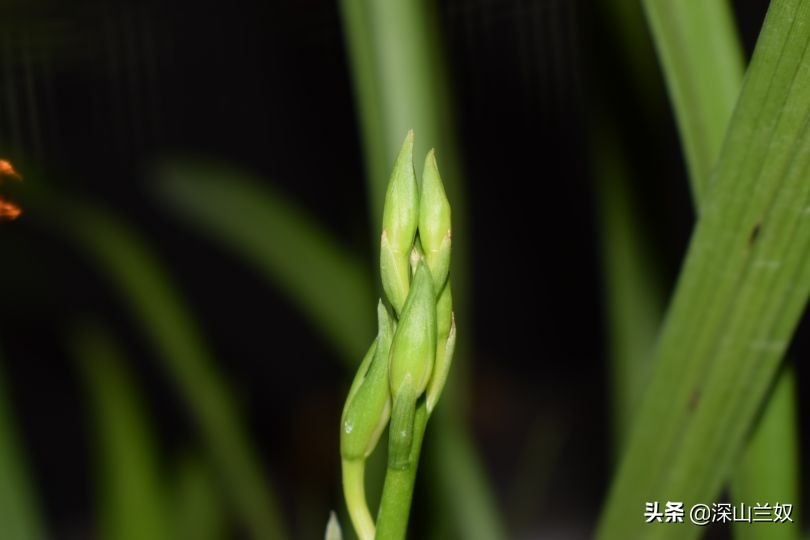 兰花带花芽翻盆后如何养不会消苞,兰花发花芽阶段怎样养护和管理