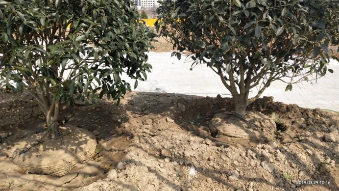 树木栽植时，土球上的包扎物到底该不该解除？