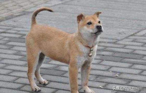 狗对着空气乱叫,狗为什么对着空气乱叫