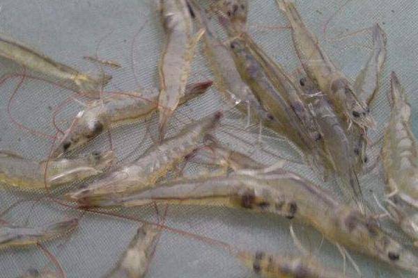 对虾黑鳃病,对虾黑斑病最快的治疗方法