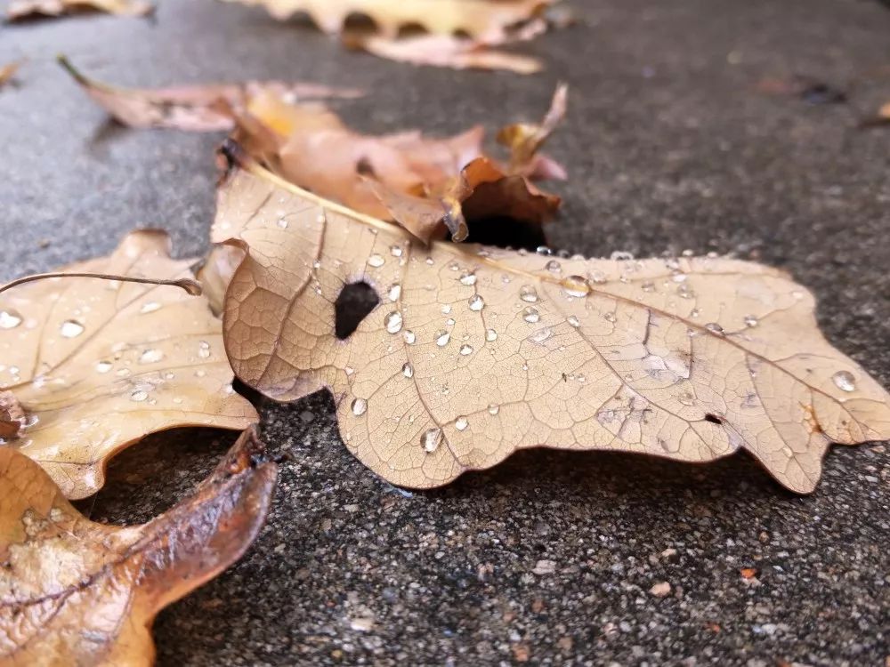 北京喇叭沟原始森林公园未解之谜,喇叭沟门原始森林最佳观赏区