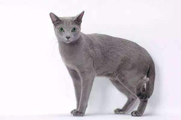 每天送你一只猫，（十三）俄罗斯蓝猫，冬天的精灵