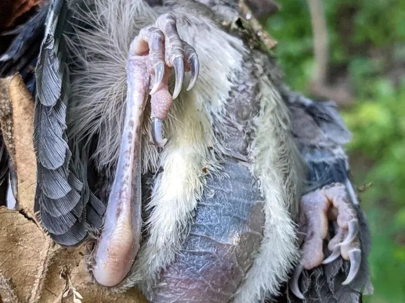 鸟儿大量死亡是否携带什么病毒,美国大量鸟类死亡