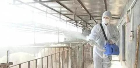 非瘟猪场怎样才能彻底消毒,弱毒非瘟猪场还有救吗