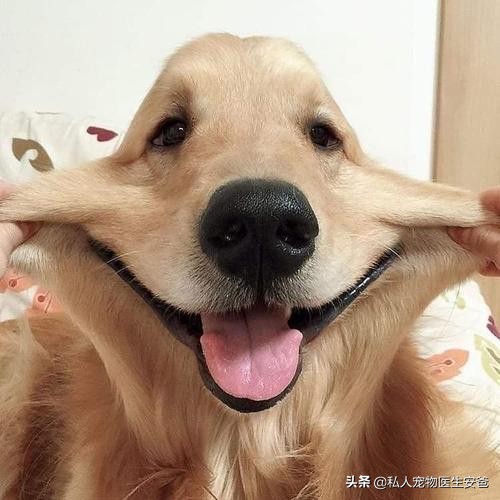 狗狗不停的叫是什么意思,狗狗不停的哼唧叫怎么回事