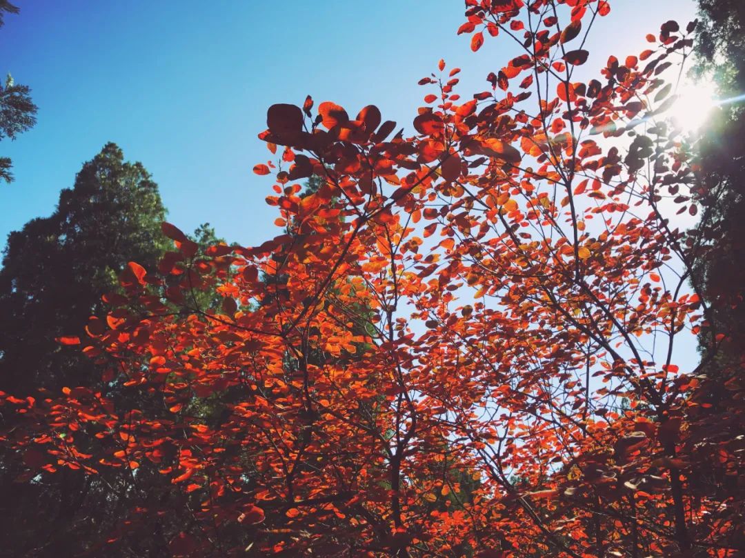 济南适合带娃去的公园,济南适合遛娃的景区