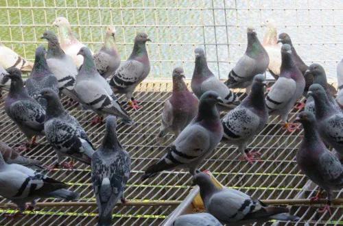 炎夏酷暑谨慎防范这些常见的夏天赛鸽疾病