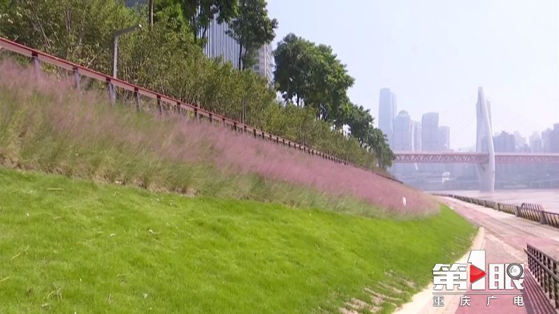 北滨路江滩公园樱花,江滩湿地公园