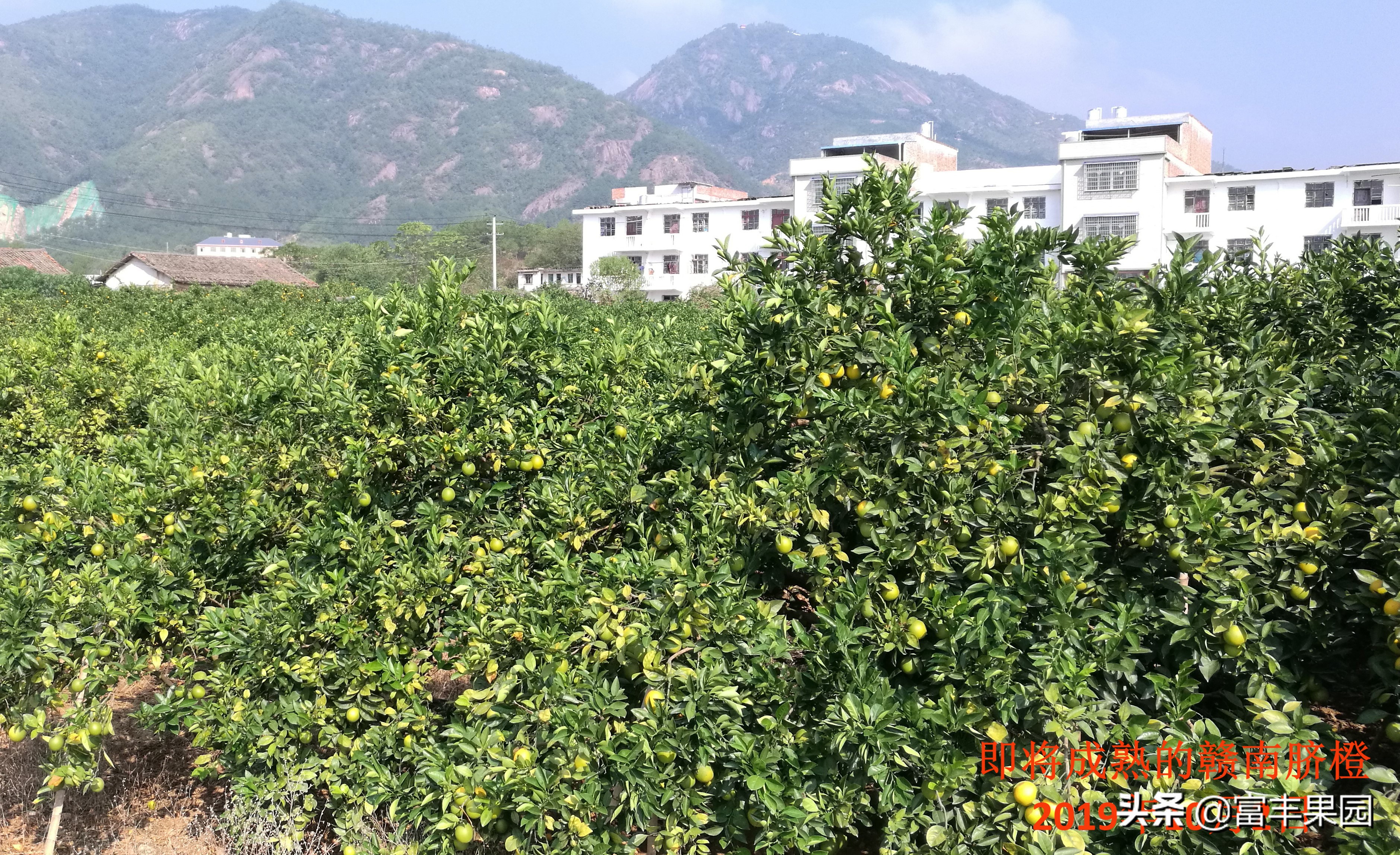 今年的赣南脐橙挂果量怎么样,赣南脐橙种植面积和产量数据