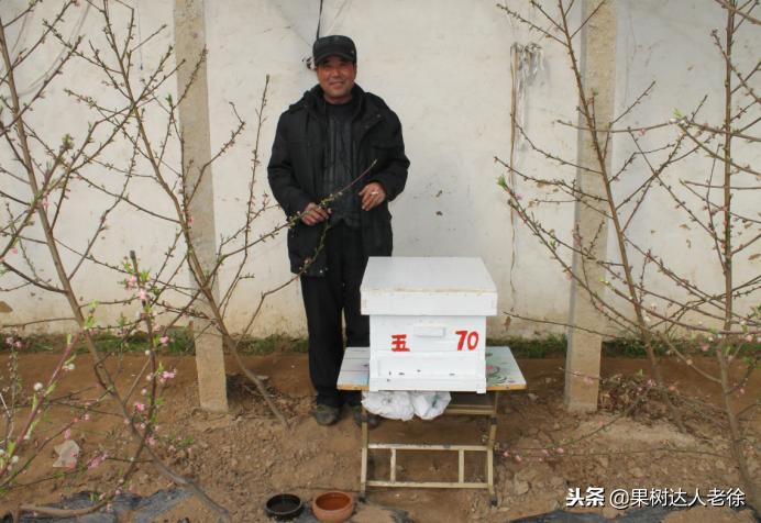 桃树开春管理视频,大棚桃花期用什么药