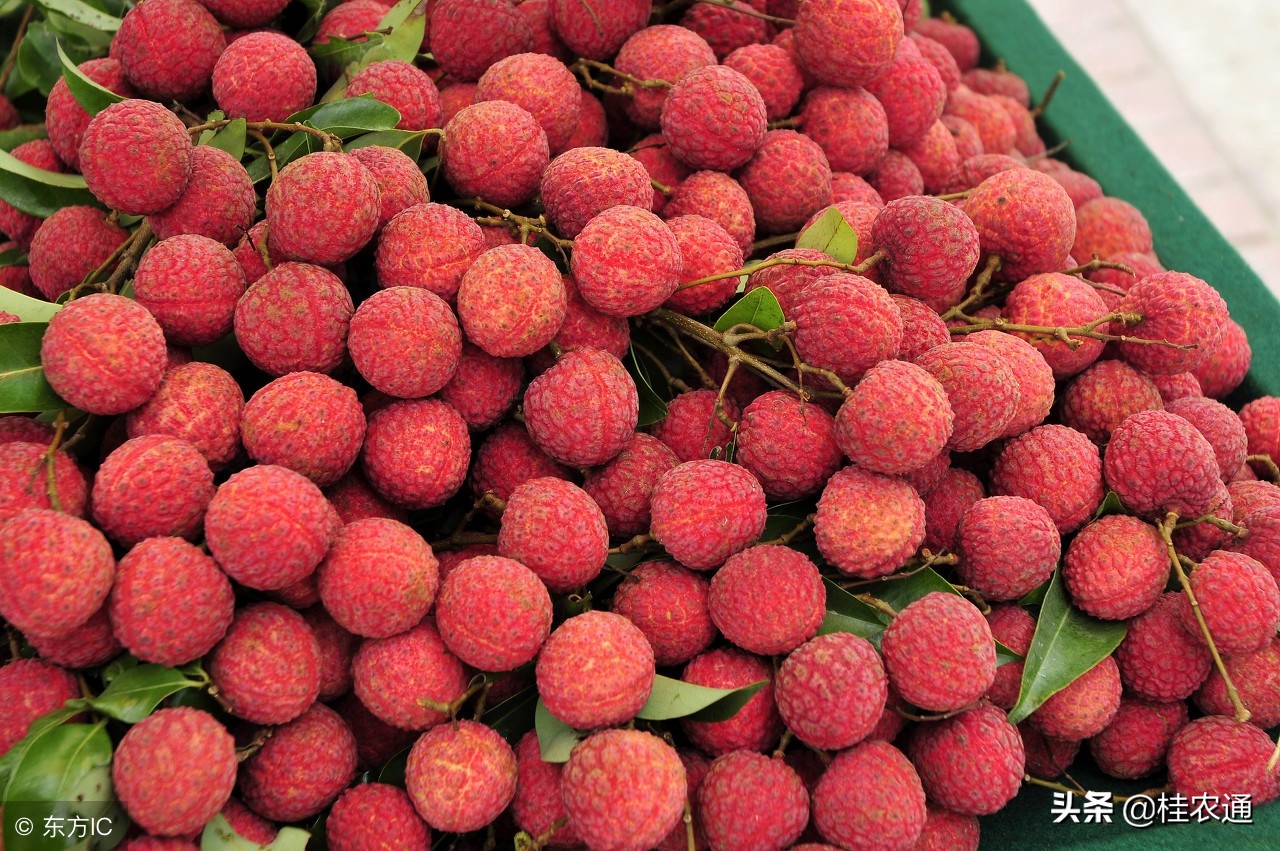 什么样的天气荔枝花开得好,荔枝龙眼开花时间在农历几月