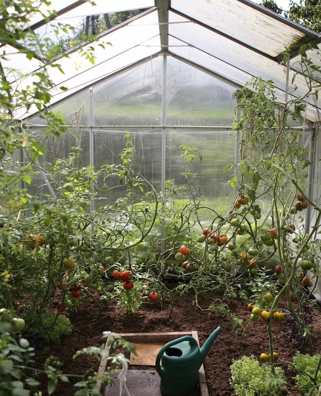 王子文戚薇,王子文和戚薇