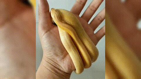 蟒蛇不吃不喝笔直躺在主人身边,你的宠物蛇突然不吃不喝是为什么