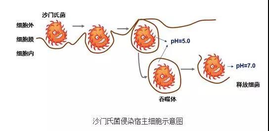 深圳卫健委|你从乡下带的土鸡蛋，或许还不如超市买的普通蛋