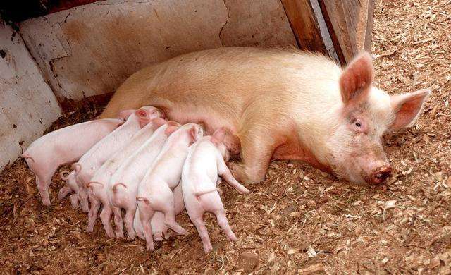 母猪乳房肿块,临产母猪乳房有肿块什么原因