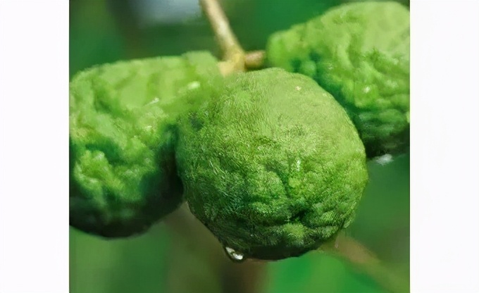 《柯南》里都用过哪些酒给人物命名？