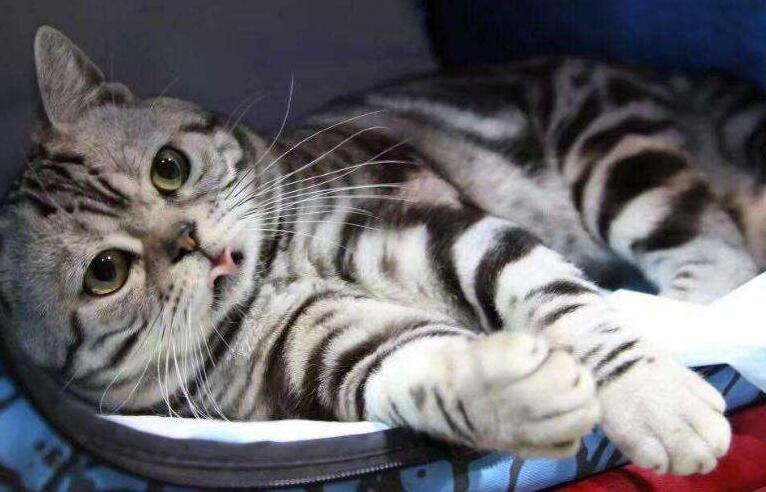 英国短毛猫每天吃多少猫粮,英国短毛猫可以只喂猫粮吗