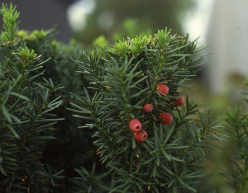 曼地亚红豆杉能露天地栽吗,曼地亚红豆杉夏季怎么浇水
